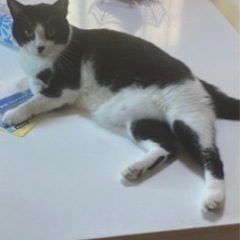 愛猫が脱走してしまいました