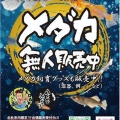 無人メダカ販売中！追加しました！他も販売あり