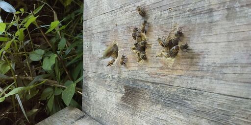 二ホンミツバチ（日本蜜蜂）の分蜂群（重箱式巣箱）