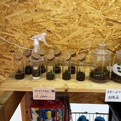 無人メダカ販売中！追加しました！他も販売ありの画像
