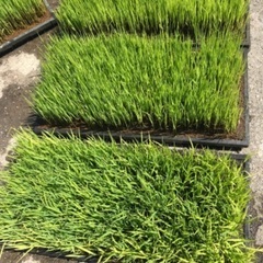 兵庫県産　固定種　もち米　ヒノヒカリ　セルトレイ1枚