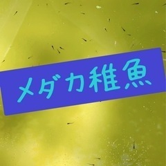 メダカ 稚魚.針子40円〜