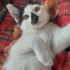 No.21  愛嬌たっぷりの子猫の里親さんを探しています。
