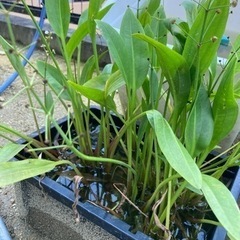 【メダカ水質改善】ナガバオモダカ　水草　