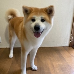 新しいお家が見つかりました。お問い合わせ頂いた方々ありがとうございました。 - 鎌倉市