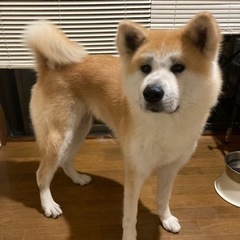 新しいお家が見つかりました。お問い合わせ頂いた方々ありがとうございました。 - 犬