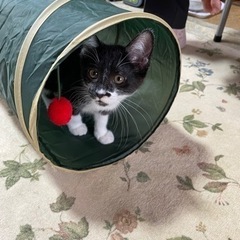 元気いっぱいの子猫とお母さん猫