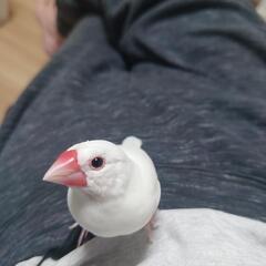 文鳥