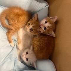 生後1ヶ月半のこねこ
