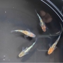 天界×ヴォレアス　若魚10匹セット　めだか