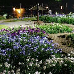 本日夕方からです！花しょうぶ祭り行きましょー♪
