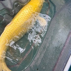 錦鯉40cm以上
一尾の画像