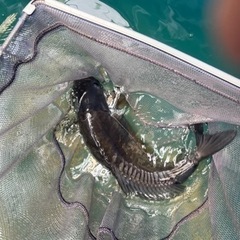 錦鯉40cm以上
一尾の画像