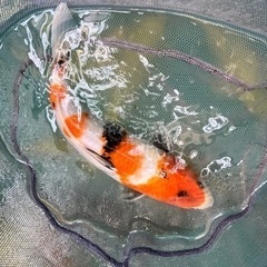 錦鯉40cm以上
一尾の画像