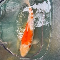 錦鯉40cm以上
一尾の画像