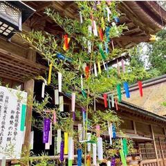 天然 七夕 笹 綺麗です(^.^)