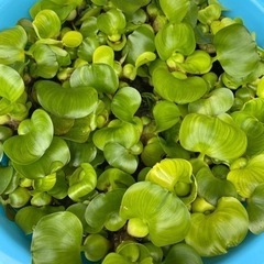 ホテイアオイ1株　50円