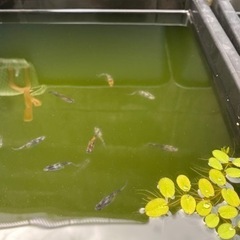 メダカ15の画像