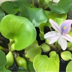 布袋草　ホテイ草　ホテイアオイをお持ちの方