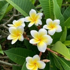 ✨プルメリア  ハワイアンイエロー✨の画像