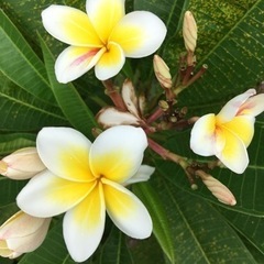 ✨プルメリア  ハワイアンイエロー✨の画像