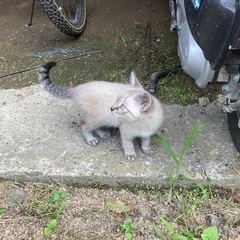 仔猫の里親募集しています - 津山市