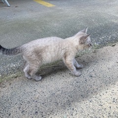 仔猫の里親募集しています - 猫