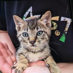 代理で投稿してます。とても可愛い仔猫です