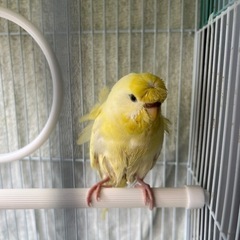 保護インコの里親募集