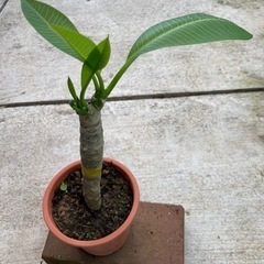 ✨プルメリア  ハワイアンイエロー✨の画像