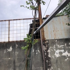 サルスベリ　ガーデニング、ガーデニング、観葉植物