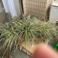 折り鶴蘭