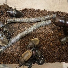 相模原市南区　天然採集個体　国産カブトムシ　1ペア300円の画像