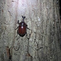 相模原市南区　天然採集個体　国産カブトムシ　1ペア300円の画像