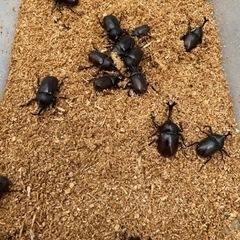 相模原市南区　天然採集個体　国産カブトムシ　1ペア300円の画像