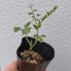 ひよこ豆苗 ・青大豆苗《果樹苗・無農薬野菜などと交換希望》