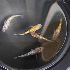 メダカ    月華