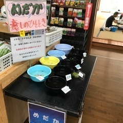 夜桜、白斑サファイア他