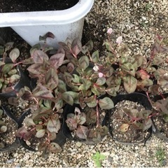 植物　ヒメツルソバ（そのうち処分予定）