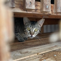 高齢の飼い主さんがお世話をされている子をお迎えいただけませんか？ - 広島市