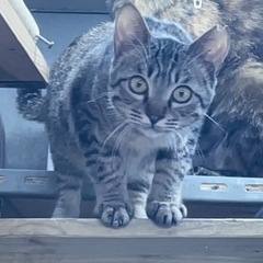 高齢の飼い主さんがお世話をされている子をお迎えいただけませんか？ - 猫