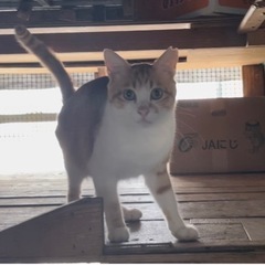 高齢の飼い主さんがお世話をされている子をお迎えいただけませんか？ - 里親募集