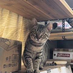 高齢の飼い主さんがお世話をされている子をお迎えいただけませんか？ − 広島県