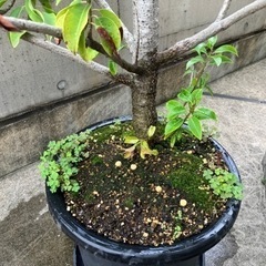 ★ソヨゴ 1.6m 鉢植★の画像