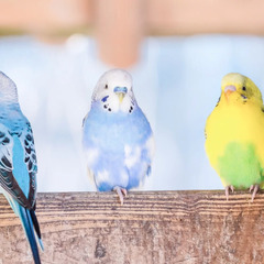 ゆる〜く雑談できるお友達の募集🐤