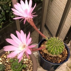 お得🉐 サボテン ピンクの花が咲きますの画像