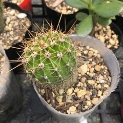 お得🉐 サボテン ピンクの花が咲きますの画像