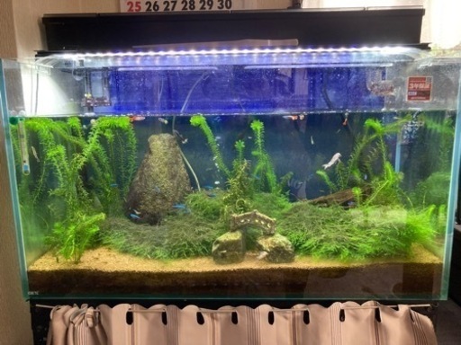 水槽&濾過装置　引き取り先決まりました！