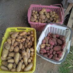 残り少なくなってきました。今年自宅で採れたじゃがいも🥔