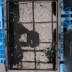 メダカ　めだか　幹之　画像すべての画像
